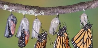 Messages d’Apollon & Marie